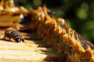 Smreková živica a propolis a ich blahodárne účinky